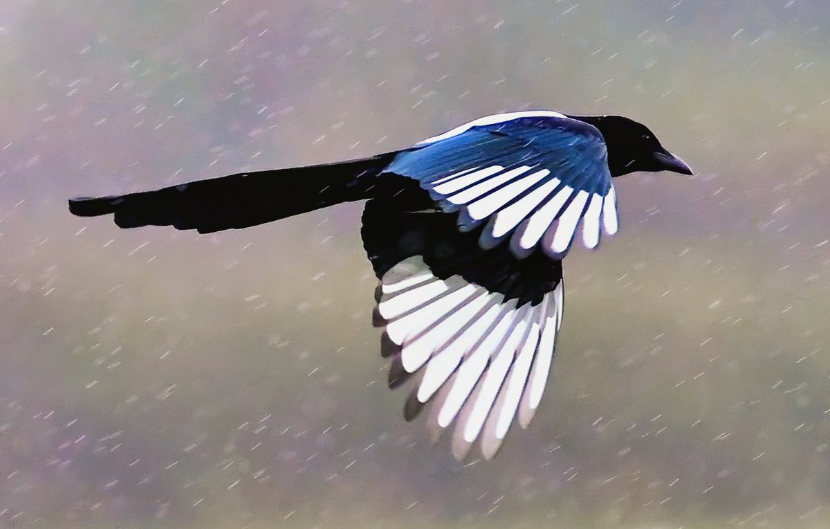 PeterMClayton's tweet photo. Magpie braving the rain https://t.co/N3UWO8cgNW