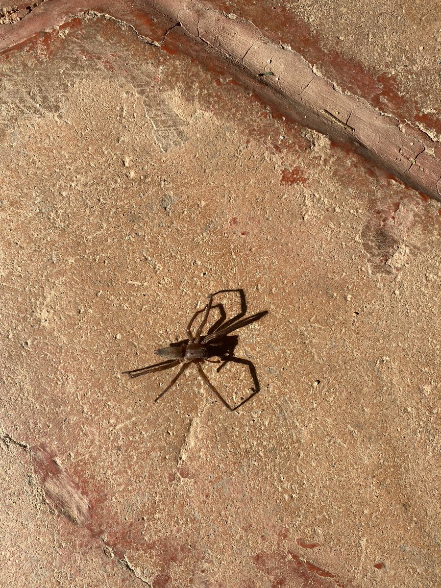 soypach's tweet photo. @Arachno_Cosas holaaa podrías decirme si es de importancia médica? Saludos :) https://t.co/BUguOyKFhv