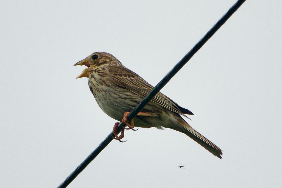 CuCo_Group's tweet photo. Funded Phd Studentship! We have a four-year PhD studentship available on the topic of comparative cultural evolution in bird song. Includes fieldwork in Scandinavia and Japan (hopefully) and a citizen science project too! See here: https://t.co/VdC6ceY8HC for more details https://t.co/6dmPRmwXUq