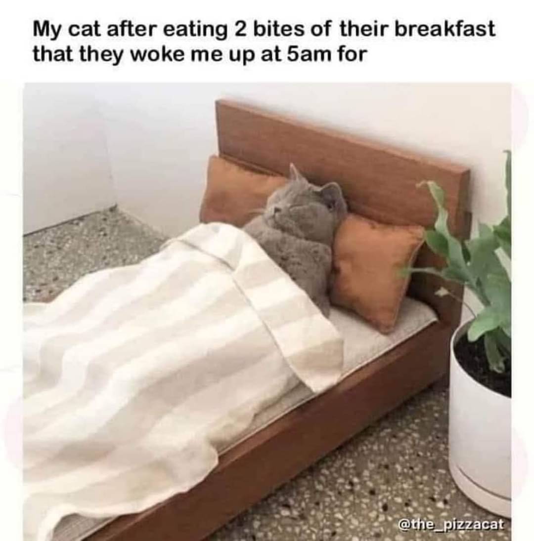 snotzthecat's tweet photo. https://t.co/S0pggp0Rsl