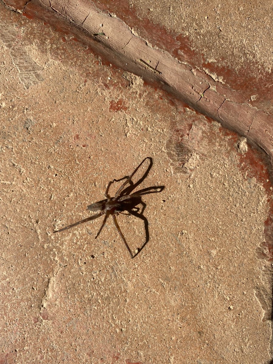 soypach's tweet photo. @Arachno_Cosas buenos días es de importancia médica? Gracias :) me encanta tu cuenta https://t.co/JgI3Lc2zHY