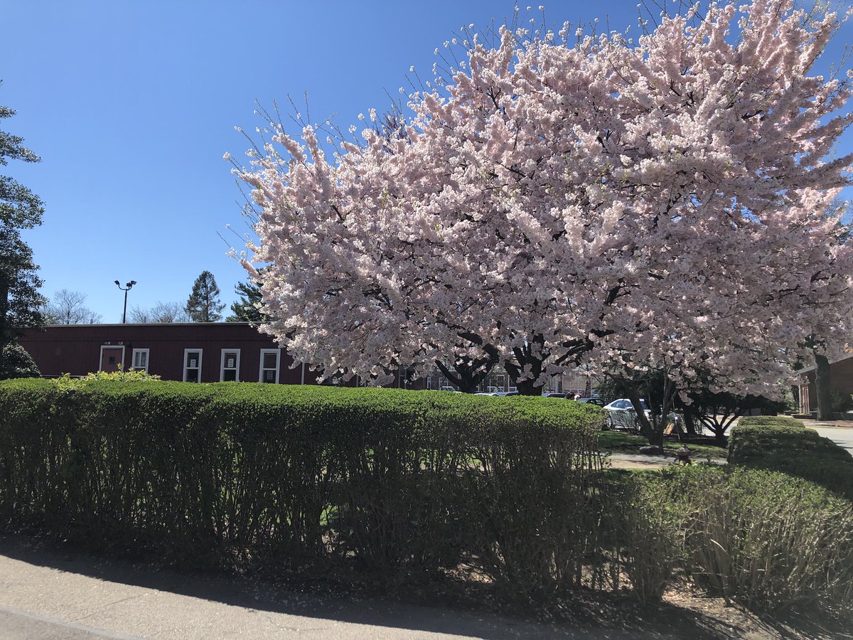 AdelphiU's tweet image. #SpringAtAdelphi is right around the corner! 🌸 What is one thing you love most about Adelphi in the Spring? #ReplyTweet