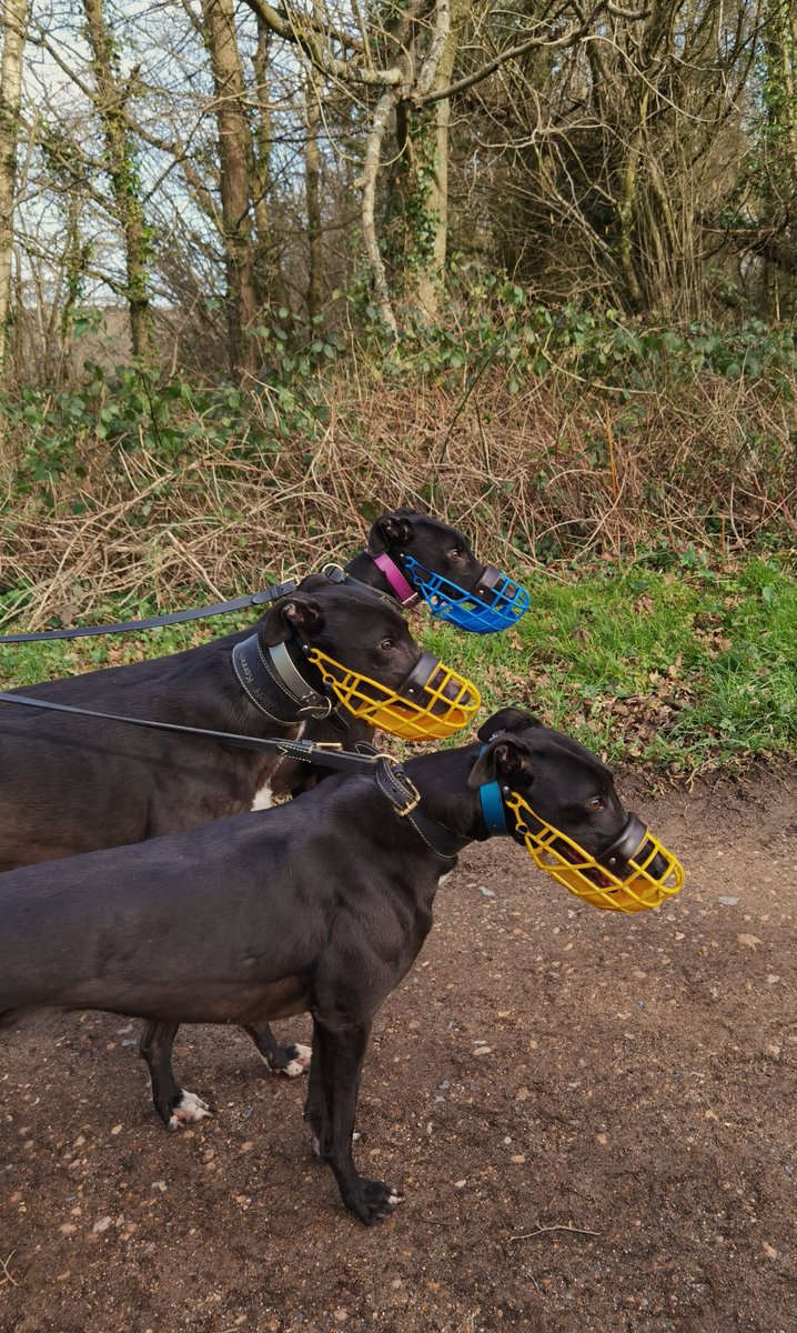 adachikennels's tweet photo. On their walk today #slipperystar #adachibolt #slipperylilly #adachikennels https://t.co/qudJQmt8pf