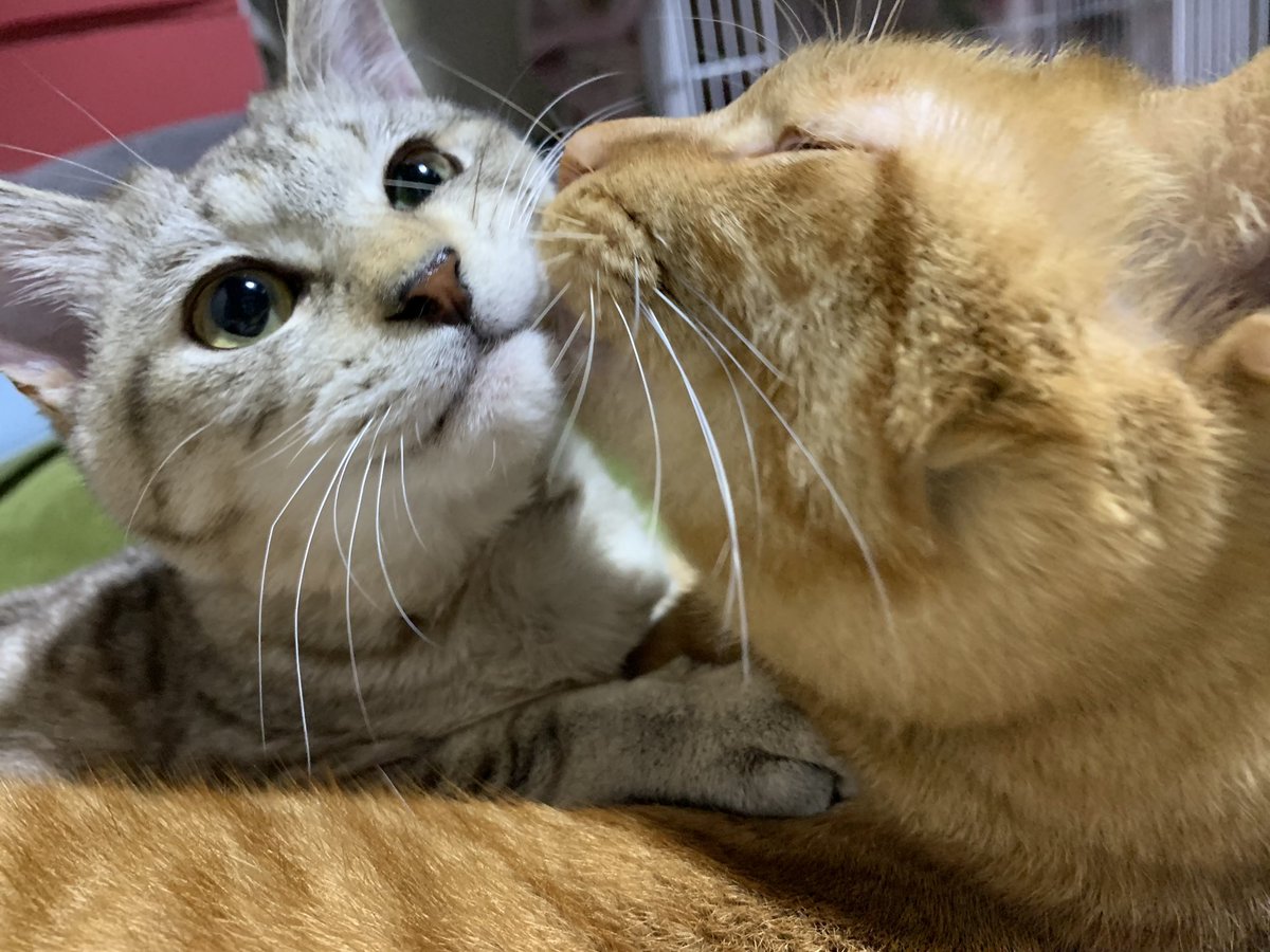 TaMu1721's tweet photo. こっちにも～🥰
#スーパー猫の日 
#にゃんにゃんにゃんの日 
#猫の日 
#ねこ https://t.co/SYGY00E4oX