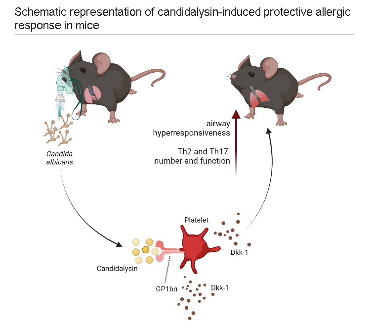 AllergyEaaci's tweet image. Bulut et al. When platelets meet #candidalysin: “We just Wnt to have fun”

Read the article here👉 doi.org/10.1111/all.15…

See more papers: journalallergy.com/Groundbreaking…
@dominjor #asthma #Allergy_journal