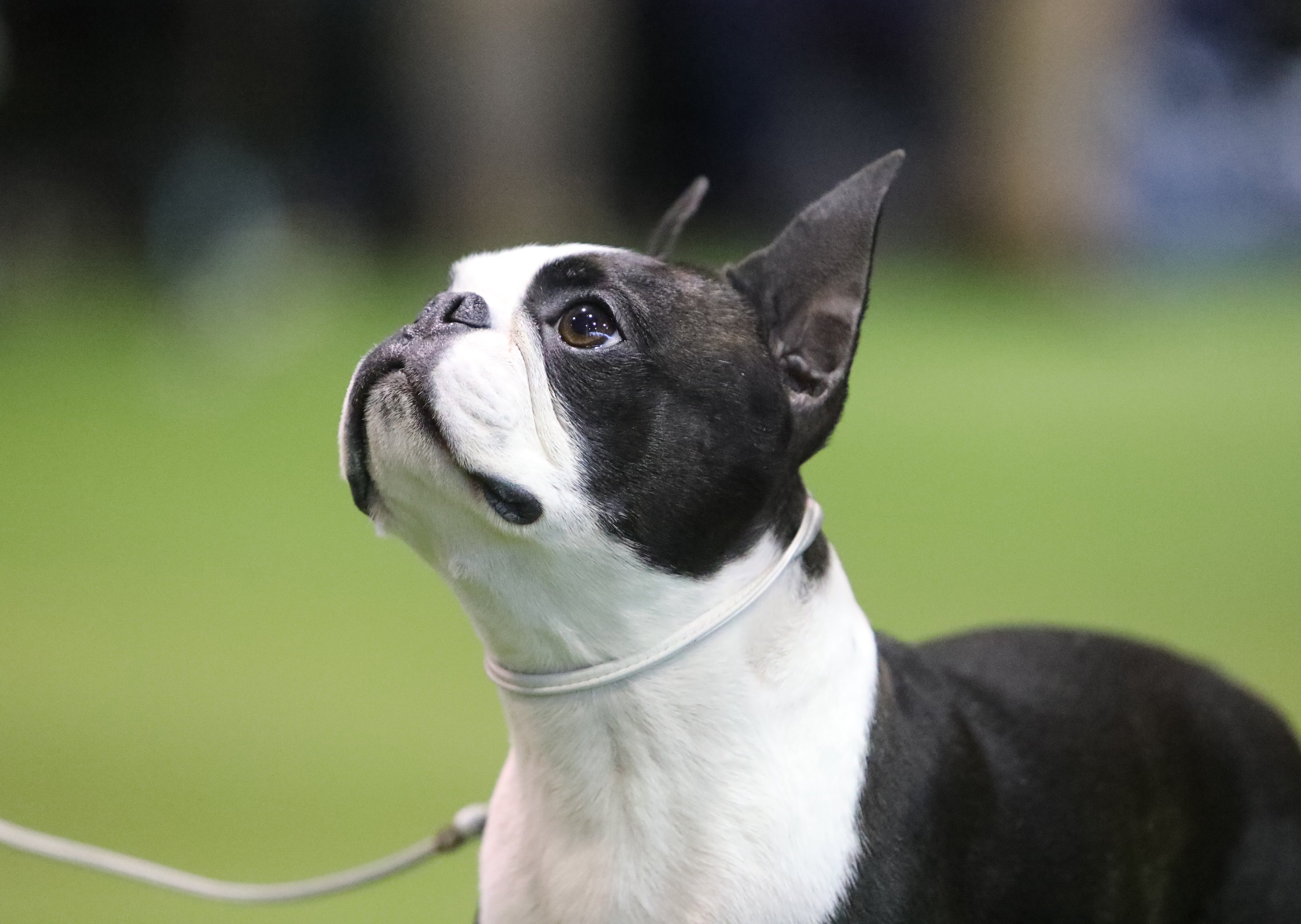 Westminster Kennel Club on X