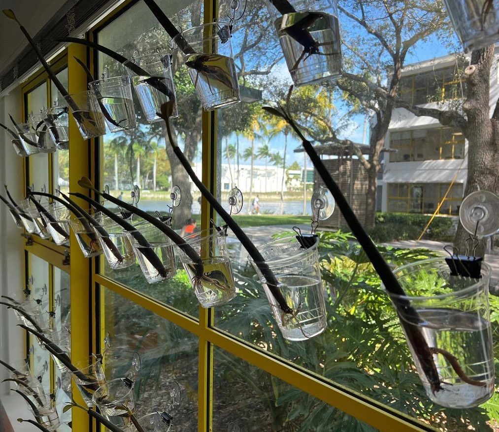 UM_SoA's tweet photo. And just like that, mangroves are back at @univmiami!  🌱

Take a stroll by #u_soa to check out our latest Plan(T) installation and if you want your own mangrove. -- @xcortada Foundation

#PlantOurFuture #u_soa #umiami https://t.co/ia4DlOnJzn