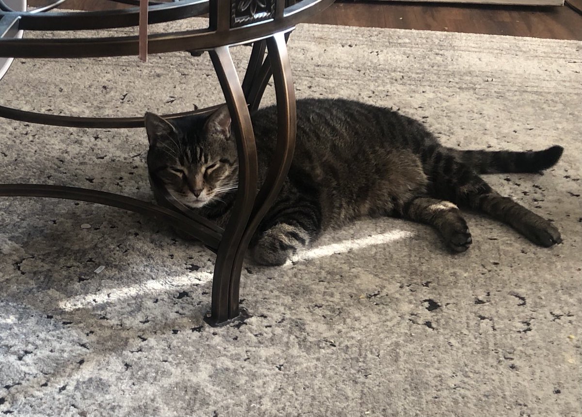 Someone is enjoying Pres Day!  #livelikeacat