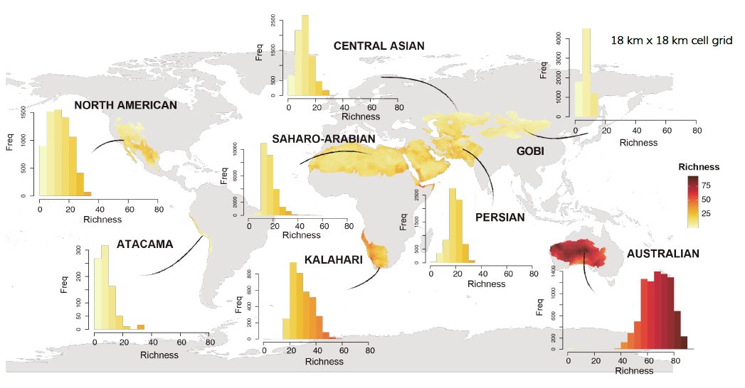 Thrilled to announce that the final chapter of my PhD has just been published in <a href="/GEB_macro/">GEB Journal</a>. Why species richness is so unbalanced across the Earth? Here we explore the dramatic differences in lizard diversity among the world's main deserts 🦎🏜️🌏
doi.org/10.1111/geb.13…
⬇️