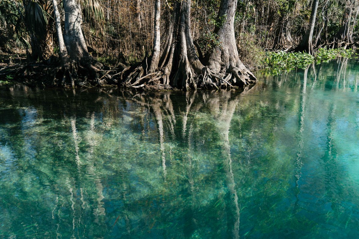 PlayHardFlorida's tweet photo. Find your #MondayMotivation in nature today!
#playhardflorida #howdoyouplay #protectwhereweplay https://t.co/UF87RboCnc