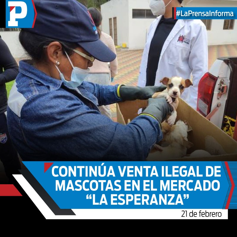 SomosLaPrensaEc's tweet image. #LABOR: 30 perros y 5 gatos fueron #decomisados el fin de semana en el mercado #LaEsperanza por funcionarios del Control Municipal. Los animales se encontraban en cajas de cartón y en jaulas metálicas, por lo que se presume que iban a ser comercializados.

#LaPrensaInforma