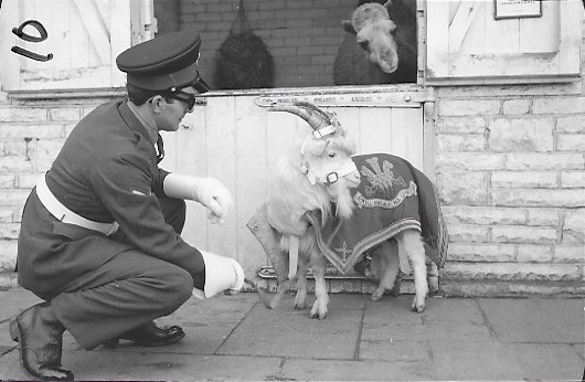 RW_Museum's tweet photo. This week's #MuseumCollectionChallenge is #PetsAndMascots! Here were have a photo of one of our regimental goats making friends with a camel. You can learn more about our regimental goats here: https://t.co/XP3aKCs8ds
@armymuseumsuk @REME_MUSEUM @RWFMuseum https://t.co/C8XR3TT1ex