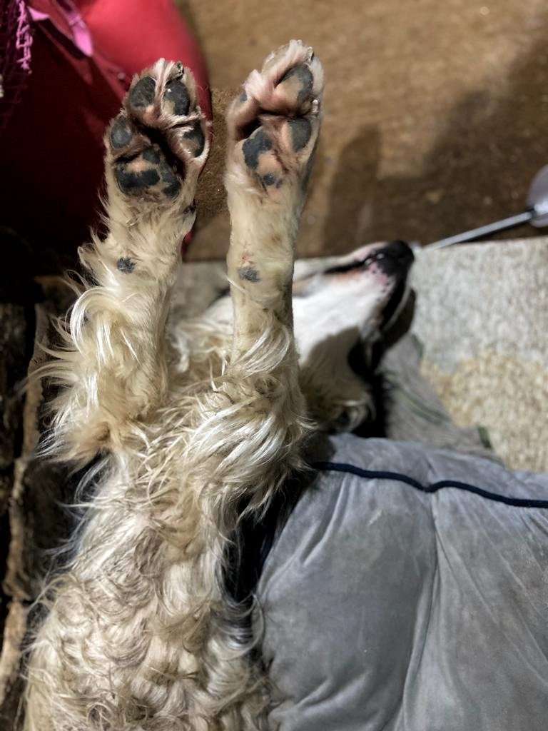 jacobsladderfms's tweet image. Rafi, our sheep dog, had a long day yesterday battling high winds and stormy weather to help us move sheep. Though he&apos;s pretty happy for it!