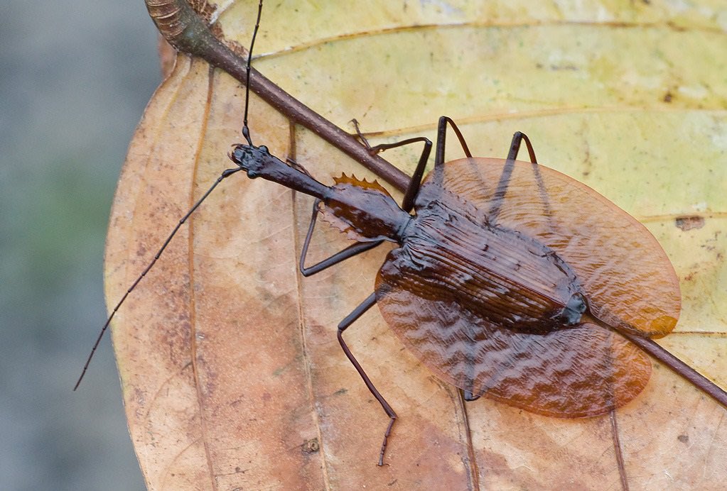 жук скрипач фото. жук скрипач. скрипачи насекомые. жук скрипач. макросъемка жук дровосек.