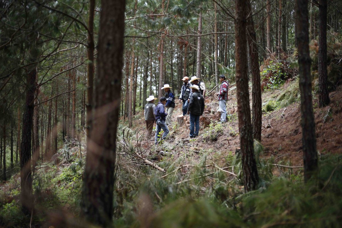 Jayme Hoffman (@jaymehoffman) on Twitter photo Our <a href="/SweetheartzNFT/">Sweetheartz</a> project generated 24,988 kg CO2 in emissions.
We offset the emissions by supporting the Ejido Forestal Los Bancos project 💚🌴
pachama.com/explorer/proje… Our <a href="/SweetheartzNFT/">Sweetheartz</a> project generated 24,988 kg CO2 in emissions.
We offset the emissions by supporting the Ejido Forestal Los Bancos project 💚🌴
pachama.com/explorer/proje…