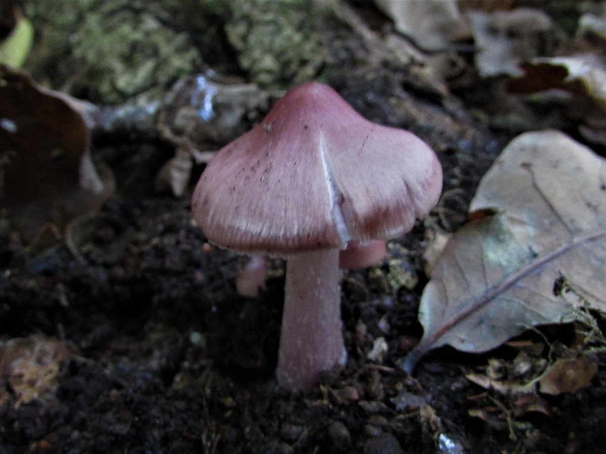 Mycena Rosea inspired elderly lesbians for #Funguary