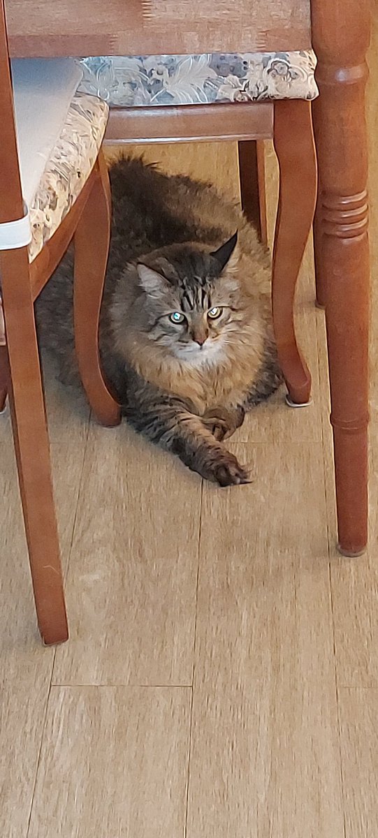 Магнолия tweet media