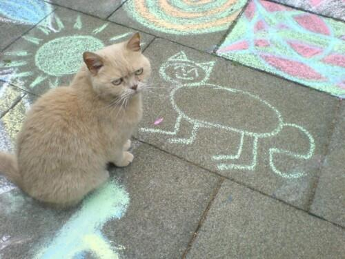 Unusual Cats (@unusual_cats) on Twitter photo 