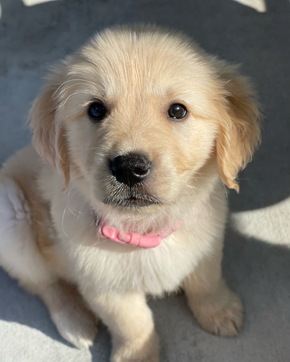 GuideDogsGDA's tweet photo. “Dogs’ lives are too short. Their only fault, really.” – Agnes Sligh Turnbull https://t.co/JQpW816TtZ