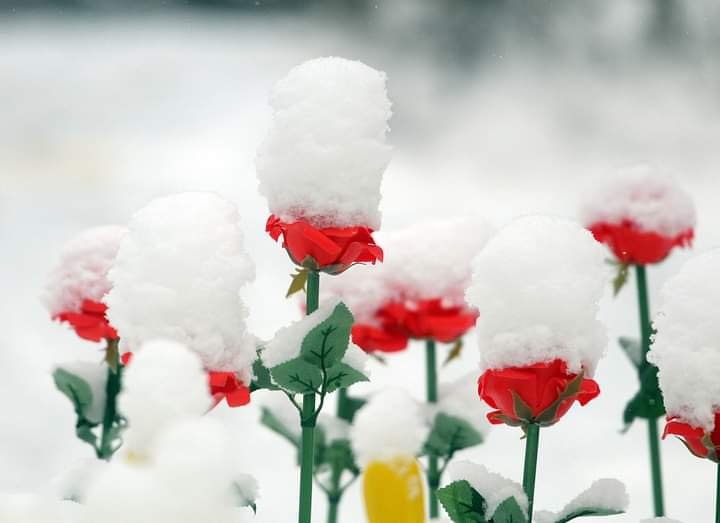 Asad_Ch141's tweet image. سِر تے پَنڈّ اُمیداں والی
راہواں دے وچّ کھڈّے

رات ہنیری ڈُونگھے پَینڈے
دُکھ عُمراں تُوں وڈّے
#ماں_بولی_دیہاڑ