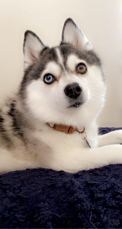 BeharAndy's tweet image. Happy Birthday Grey