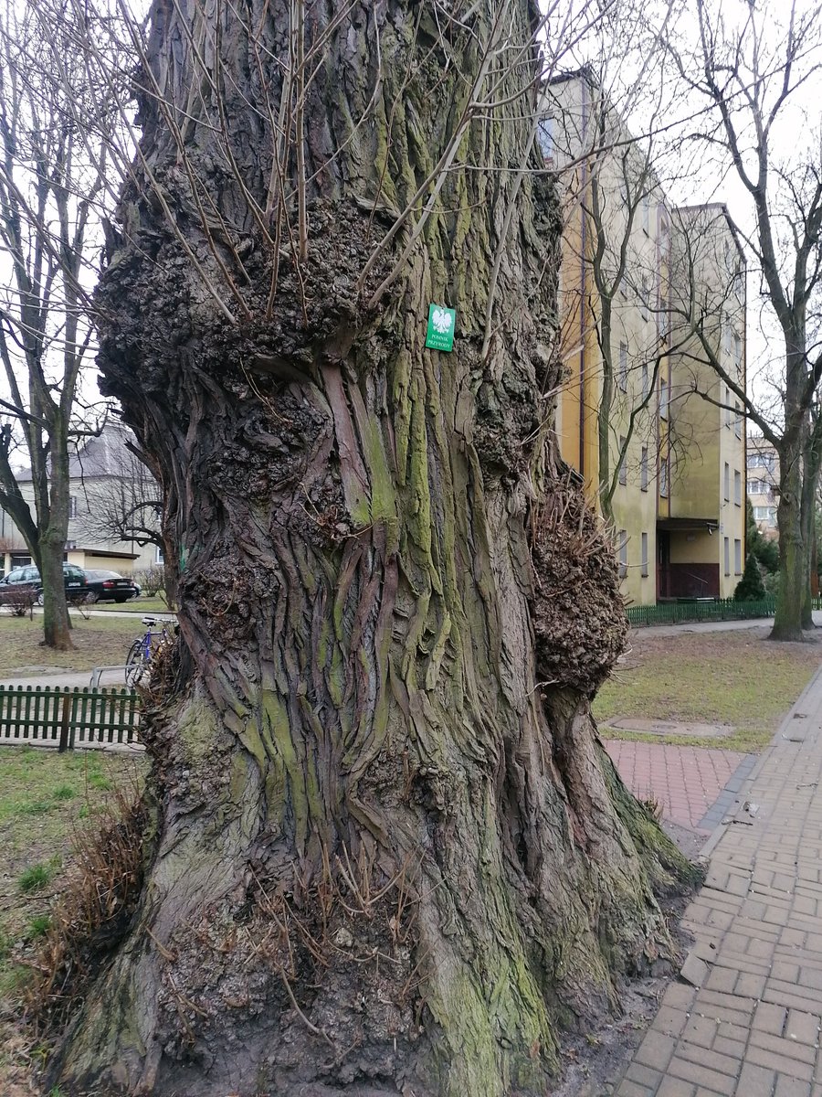 Niedługo takie tabliczki będą też we Włodawie 🙂👍🌳🌳🌳
#pomnikprzyrody #PomnikPrzyrody #drzewa #ZielonaWłodawa #zieleń #życie #przyroda #natura #ekologia #eko #Włodawa