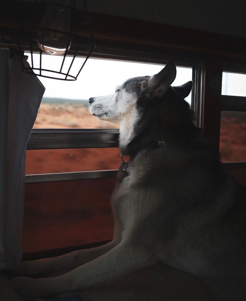 myalphapak's tweet photo. Thinkin' about the week ahead. Where do you plan on exploring? πΎ
πΈ: IG/girlandhusky
#alphapak #campingwithdogs #doggear https://t.co/i0JoyeBNtO