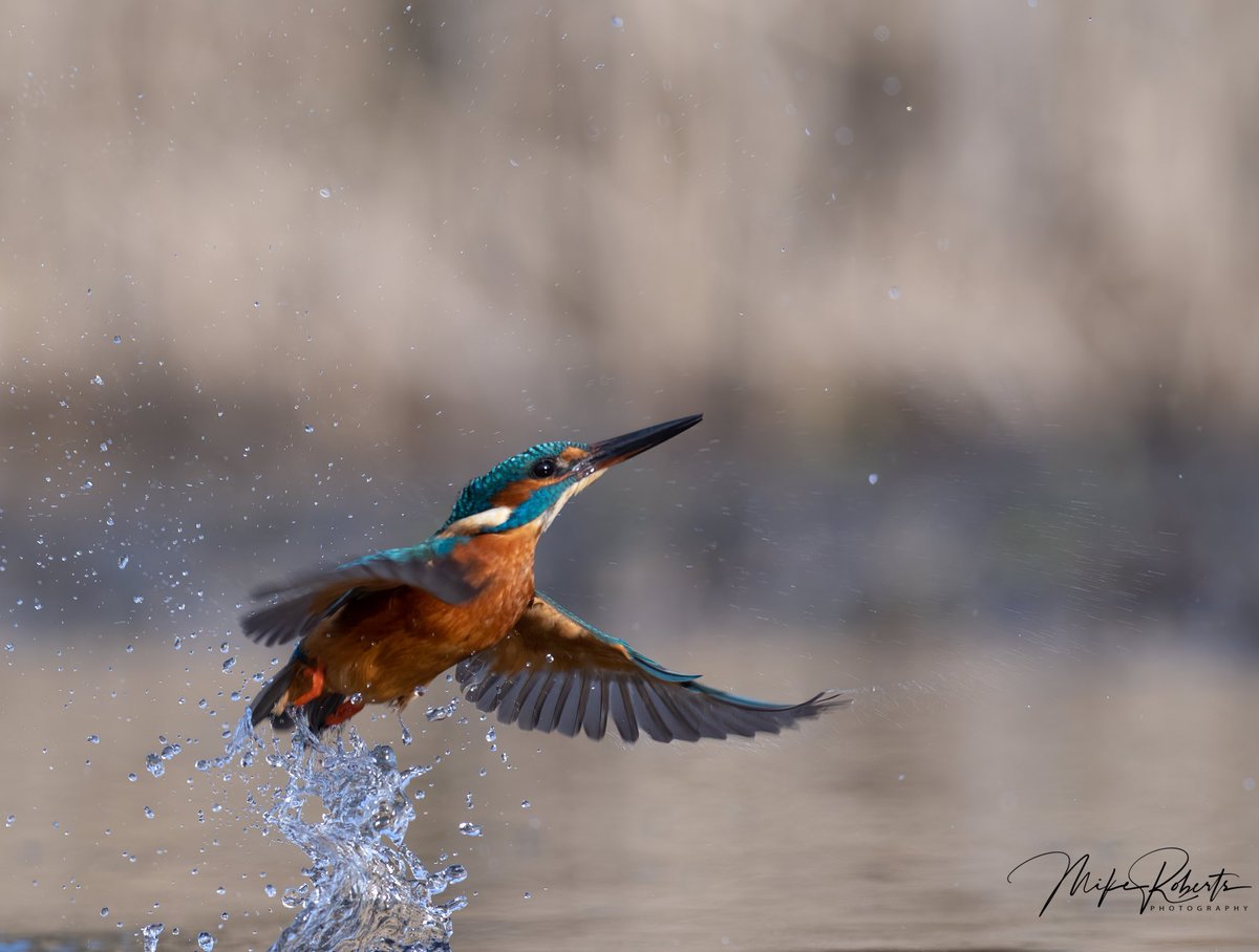 Kingfisher after missing breakfast #wildlifephotography #wildlife #nature #birds #naturephotography #photography #animals #bird #birdphotography #birdsofinstagram #naturelovers #perfection #animal #photooftheday #wild #canon #of #birdwatching #captures #ig #best #nikon #natgeo