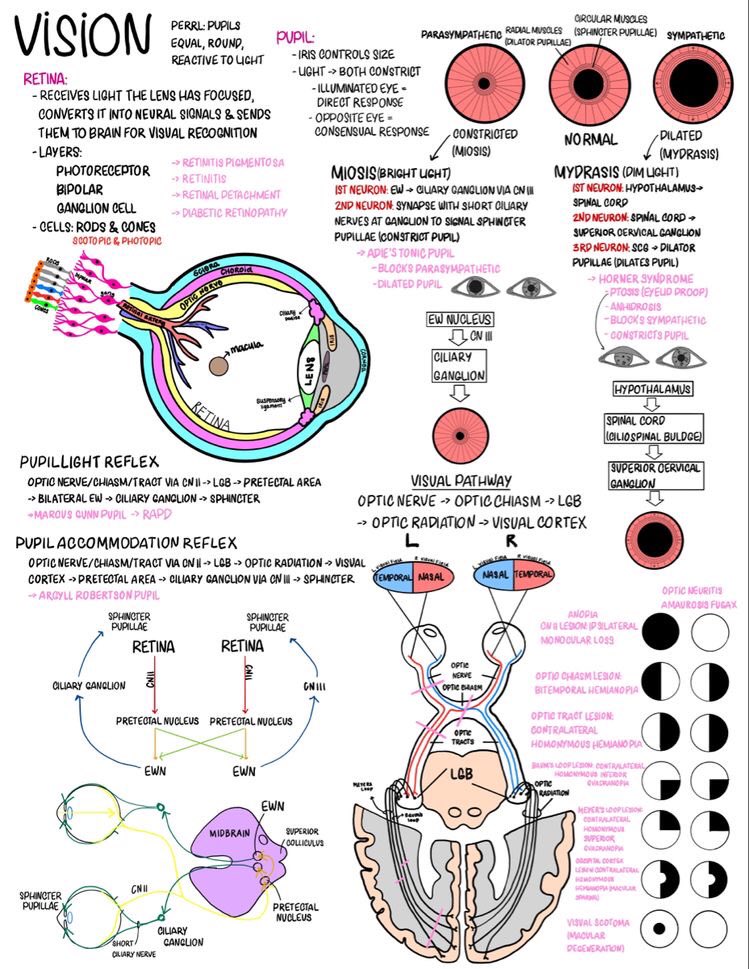 Medical_MD1's tweet photo. Quick Review 

Vision 👁 

In one page 😍👌🏼

. https://t.co/m8cXbLmjMo