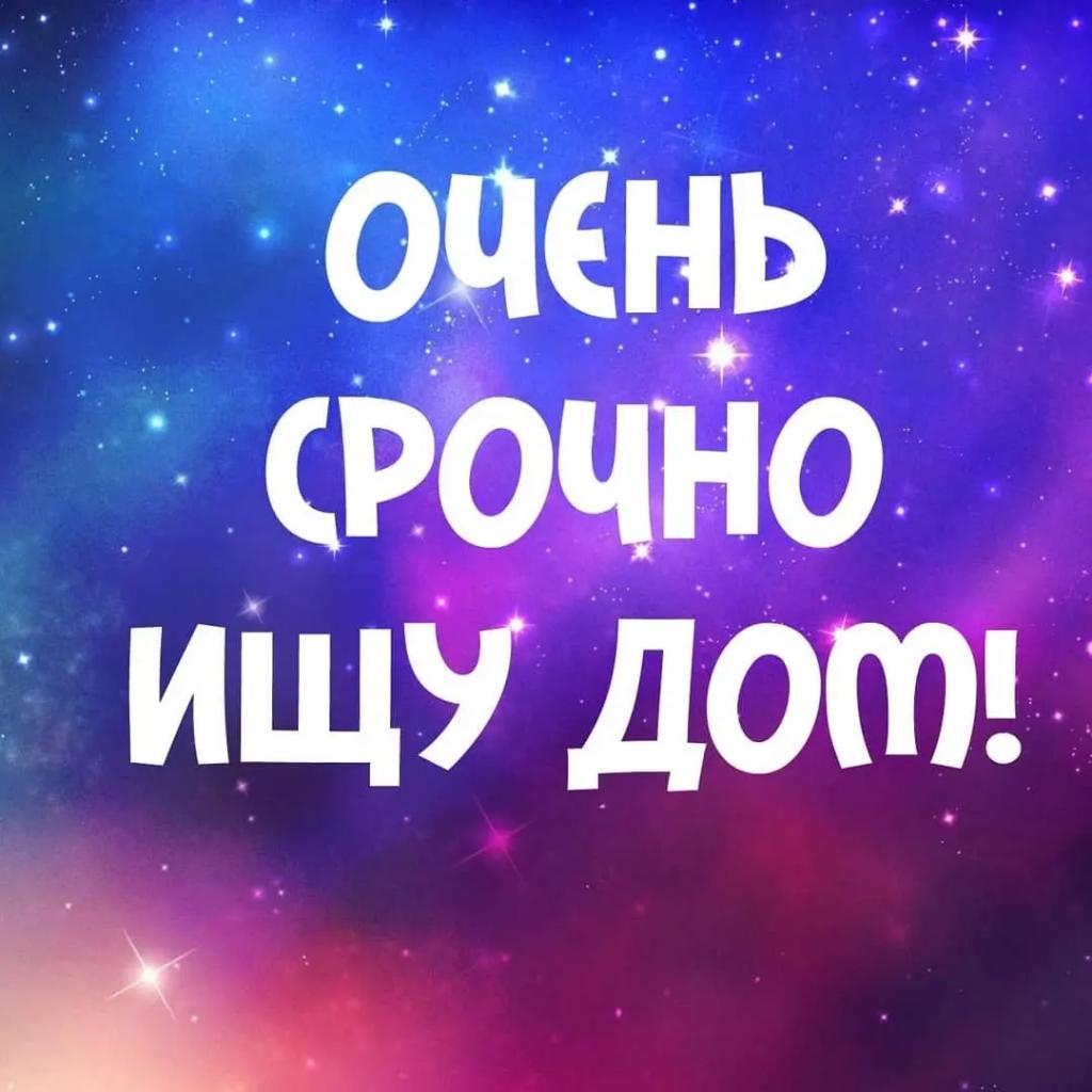 #ЖигулевскСрочноищемдобрыеручкидляБафи Домашняя, всю жизнь живёт в квартире. К агрессии не приучена. Добрая, ласковая, игривая. Любит детей. Терпит все их выходки. Хозяйка Бафи заболела и не может больше за ней ухаживать😞 Отдается только в добрые руки. Тел.для связи: 89084221577