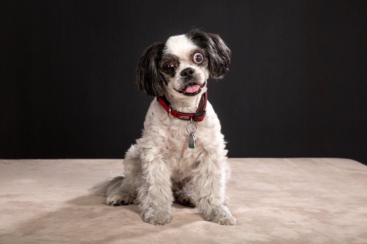 JPPortraits's tweet photo. When you've had a rough weekend, but show-up Monday ready to work.  📸

#MondayMotivation #dogsoftwitter #PhotoOfTheDay https://t.co/Did9kJzLTX