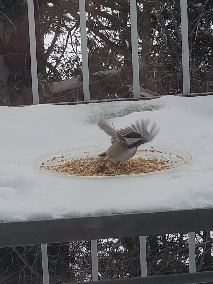 Jennifer Bancej tweet media