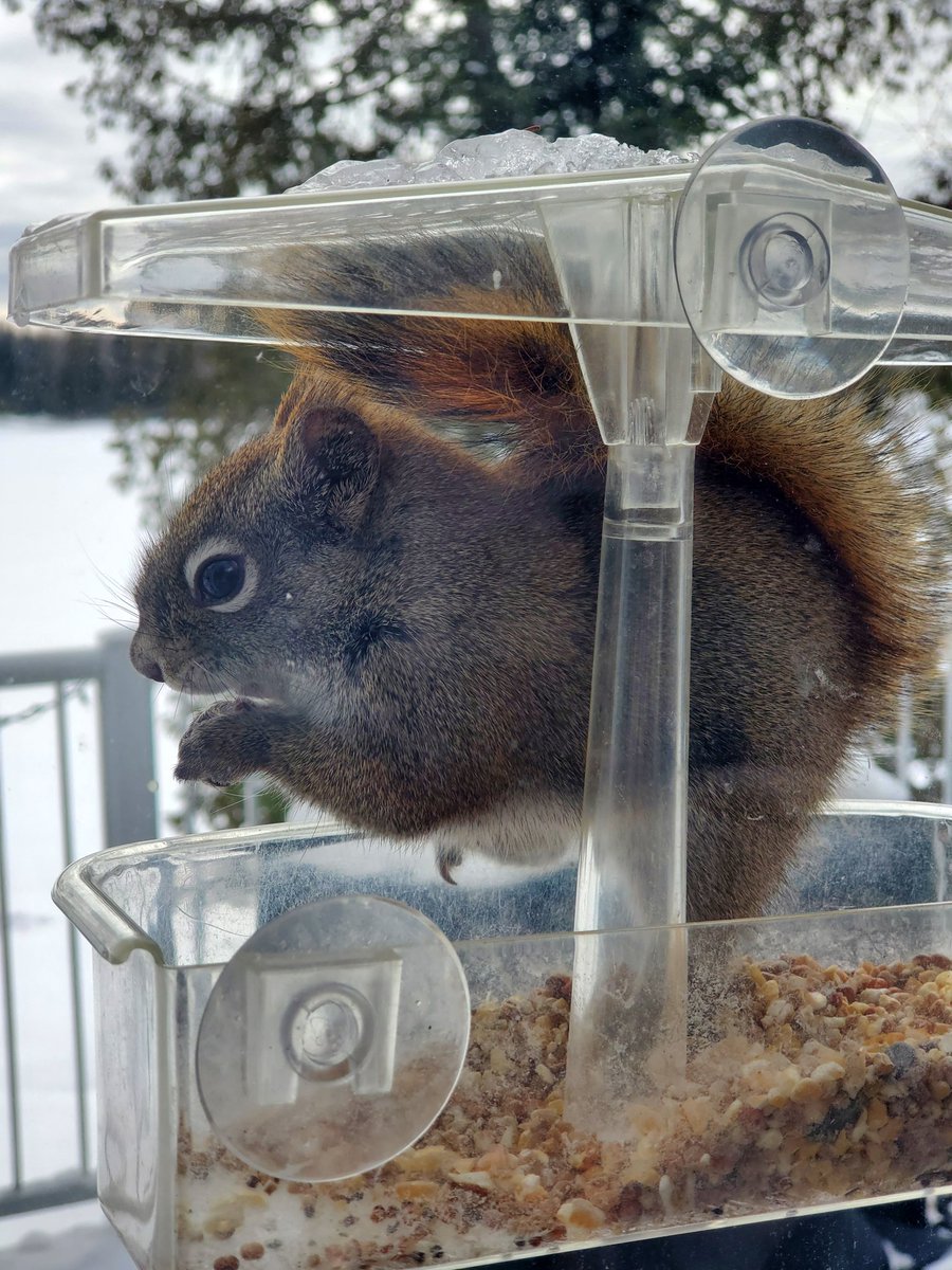 Jennifer Bancej tweet media