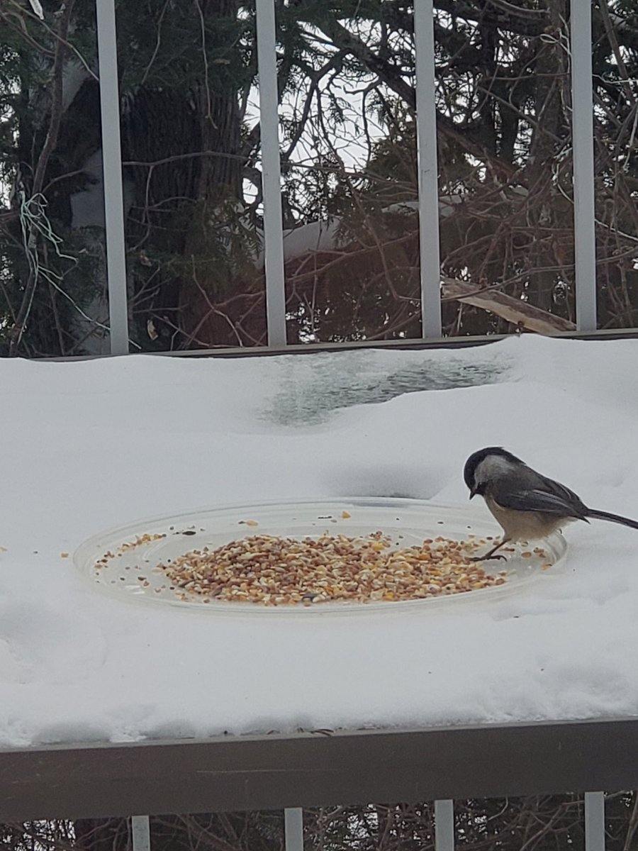 Jennifer Bancej tweet media