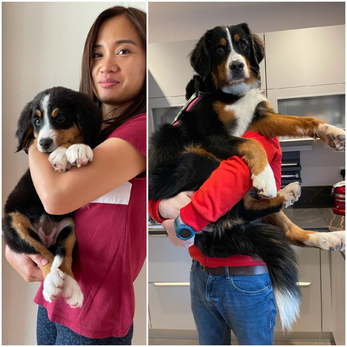 ButtonBernese's tweet image. 6 months later, change of lifter required😁 #berner #bernese #bernesemountaindog #puppy #DogsofTwittter
