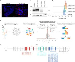 Our work is finally out @NatureBiotech! We functionally scored and interpreted nearly 1000 variants in the NPC1 gene using saturation prime editing and locus haploidization ✂️🧬 https://t.co/6I73UU2Wvh