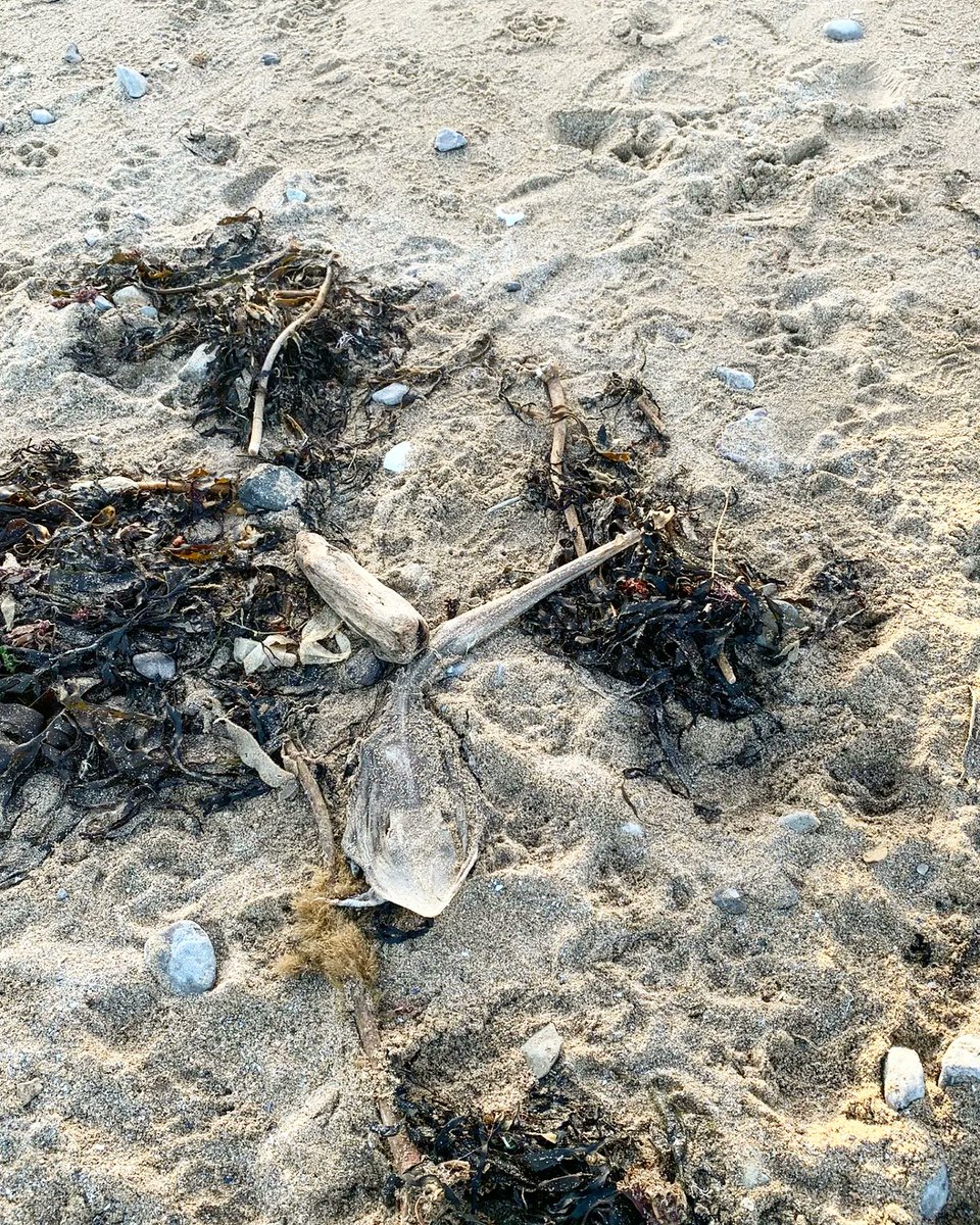 goweractivity's tweet image. Coastal Scrambling is one of our favourite activities. Today the team went out to check on some of our routes. Who's been out with us before and who's coming with us soon?

#climbing #scrambling #seashoresafari #rockpooling #bouldering #itsgowertime