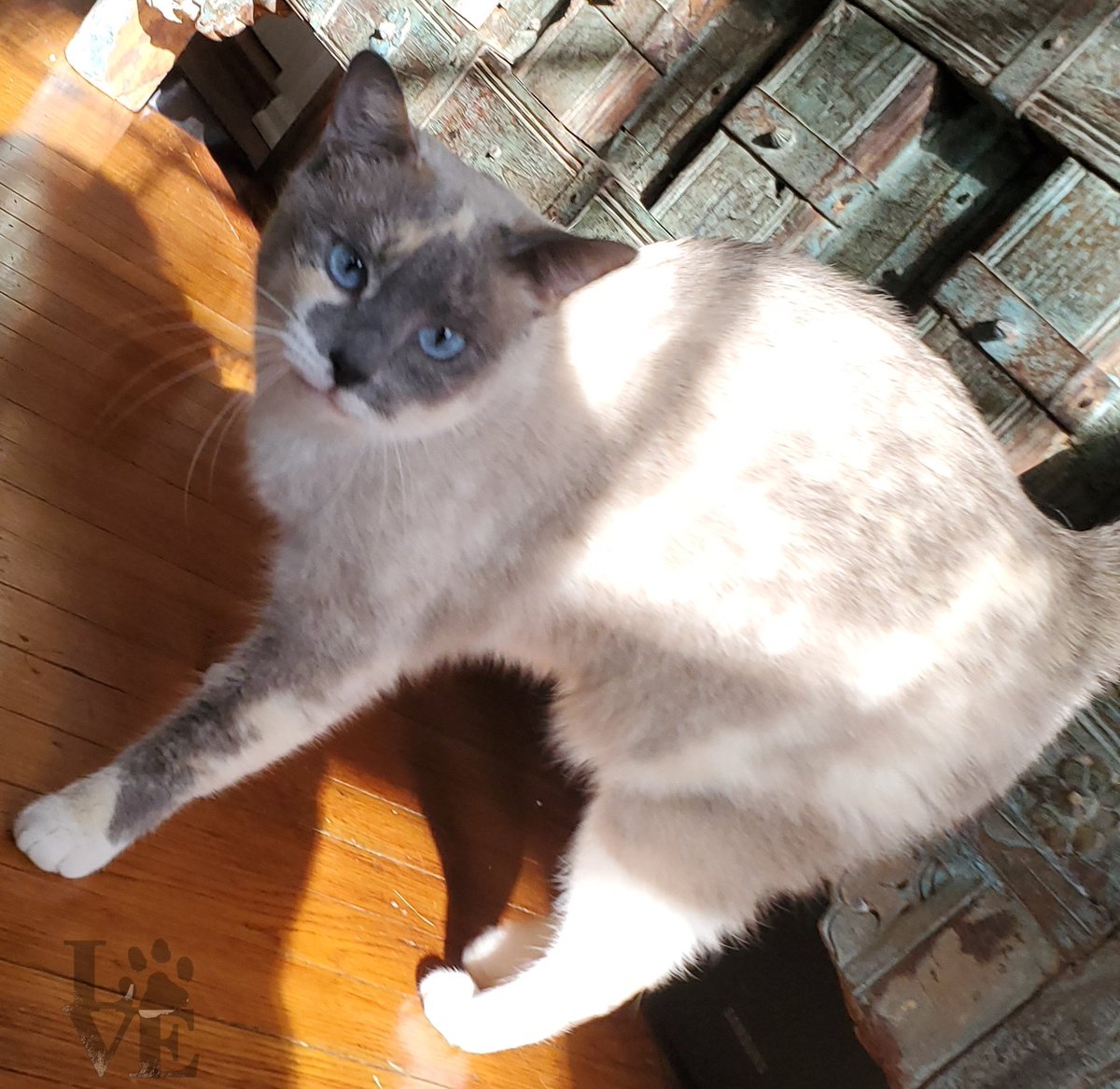 Philly Paws & Claws (@phillypawsclaws) / Posts / X
