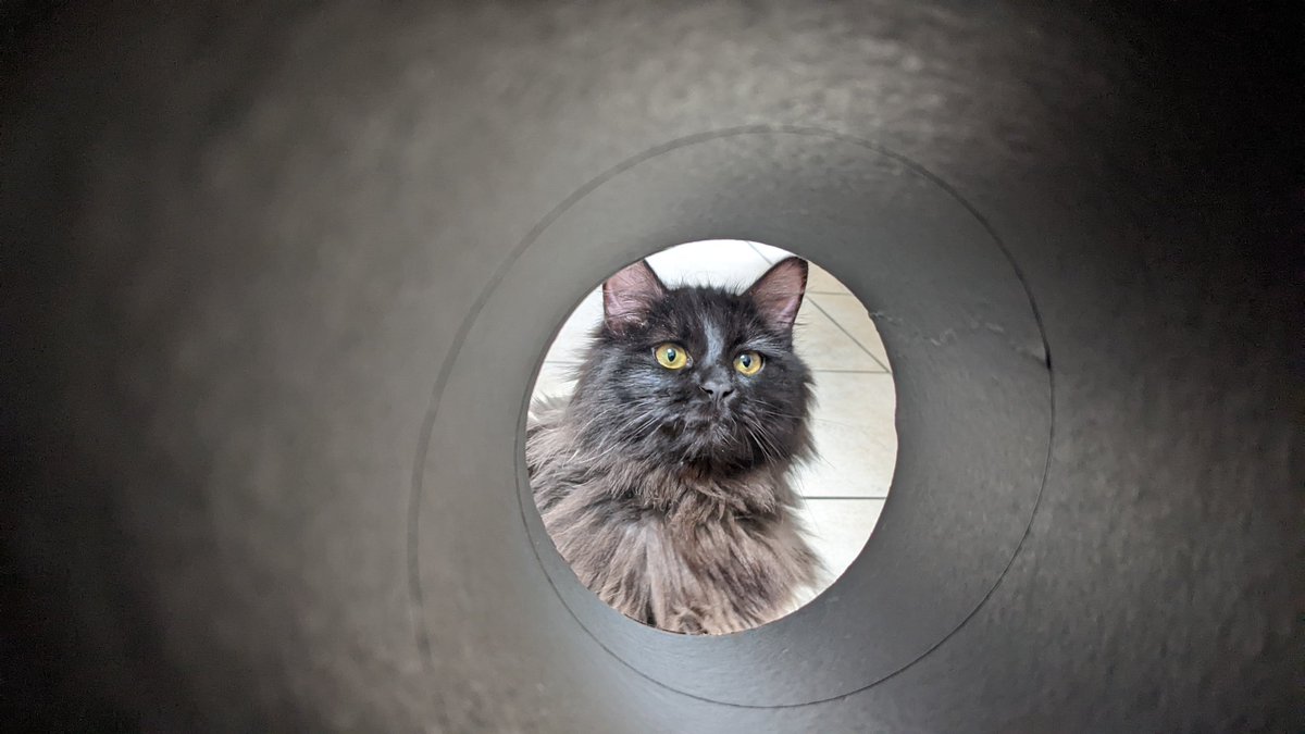 ColaAlphaOne's tweet image. Il est csc mais il est tellement chou 💖