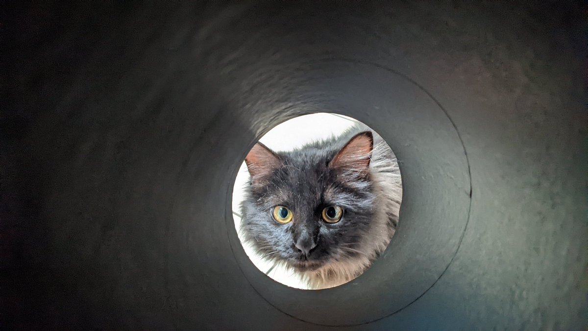 ColaAlphaOne's tweet image. Il est csc mais il est tellement chou 💖