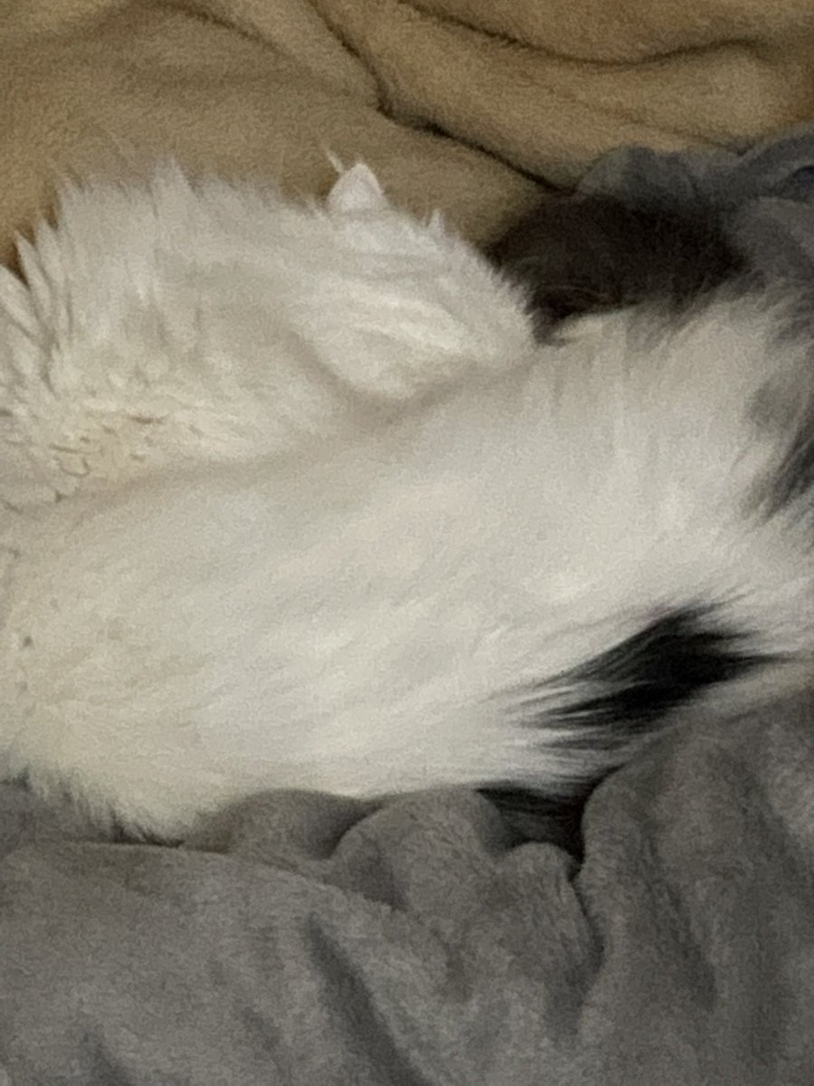 popocha67287175's tweet photo. 今日はにゃんにゃんニャン😻の日
飼い主は夜更かししてこの時を待っていました🤣💓
ぽぽちゃんは、わたしの布団のど真ん中ですでに就寝🥺　#猫の日 https://t.co/U3whdPreM6