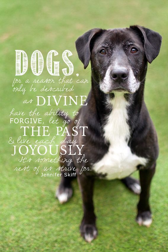 ShadowDogDesign's tweet photo. #Dogs, for the reason that only be described as #divine, have the ability to forgive, let go of the past and live each day #joyously. It's something the rest of us strive for - Jennifer Skiff
#Dog #BestFriend #DogsArelove #LiveInJoy https://t.co/D1U4QvFWd1