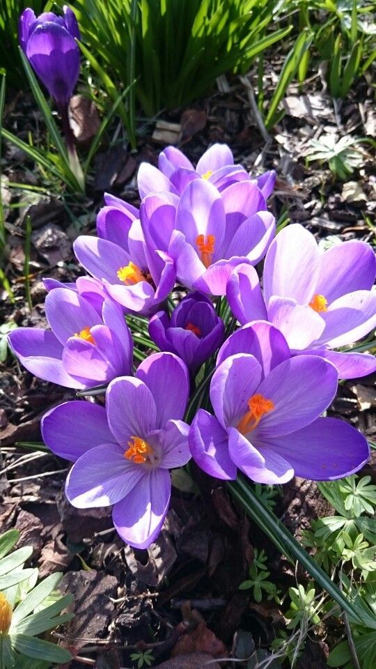 @atevmm 🍀🌹Ciao dear Svetlana. 🌺 Good evening with serenity and good mood. 🍃🥀 Happy new week. 🌷Hi.. ❤️