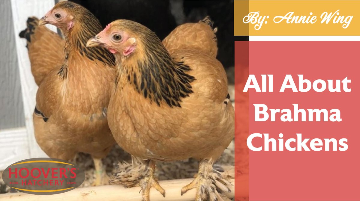 "Today we’re going to talk about one of my favorite breeds. Who am I kidding! I feel like all the breeds are my favorite! I haven’t had a great experience with that breed. Today, it’s all about Brahmas!" Learn all about Brahma Chickens here  bit.ly/3s3ESNE🐔🐓