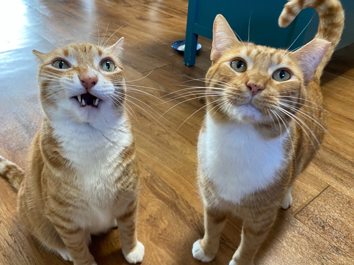 ColeTheBlackCat's tweet photo. There’s two very different versions of "pose for the camera" 🤣🧡🧡📸

#CatsOfTwitter #gingercats https://t.co/RgWqV7npUM