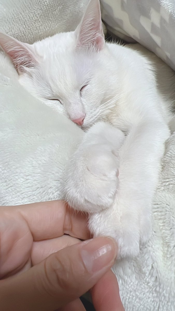 mnmmim1's tweet photo. にゃんにゃんにゃんの日🐱
我が家のアイドルでーす♥️
 #にゃんにゃんにゃんの日 #猫のいる生活  #猫好き https://t.co/M3kPTXdC8s