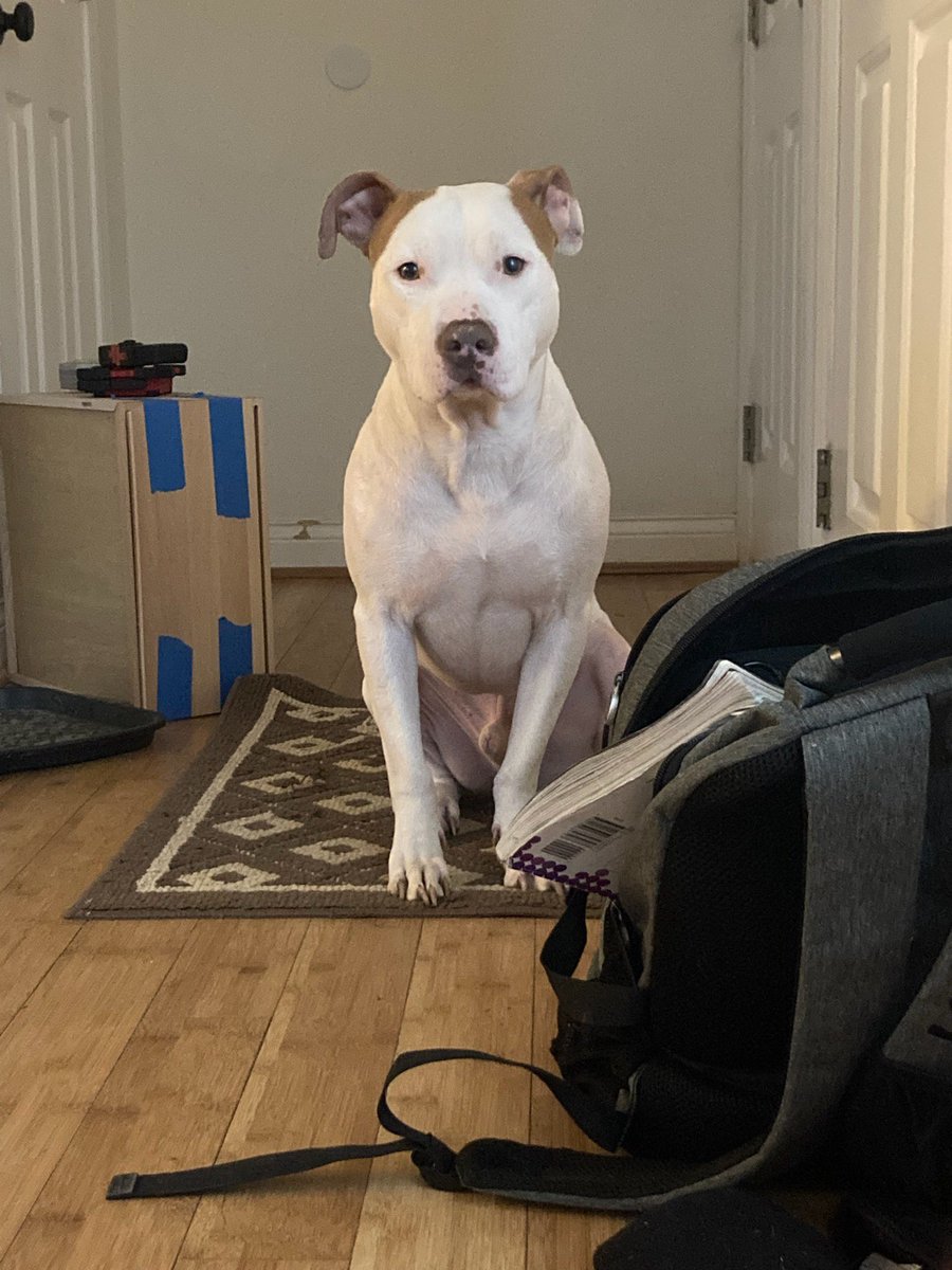 adarbe3's tweet photo. When mom doesn’t walk inside from work fast enough, you sit there and mean mug your brother #buster #dogsoftwitter #iwantmymom https://t.co/erkN18q6Bn