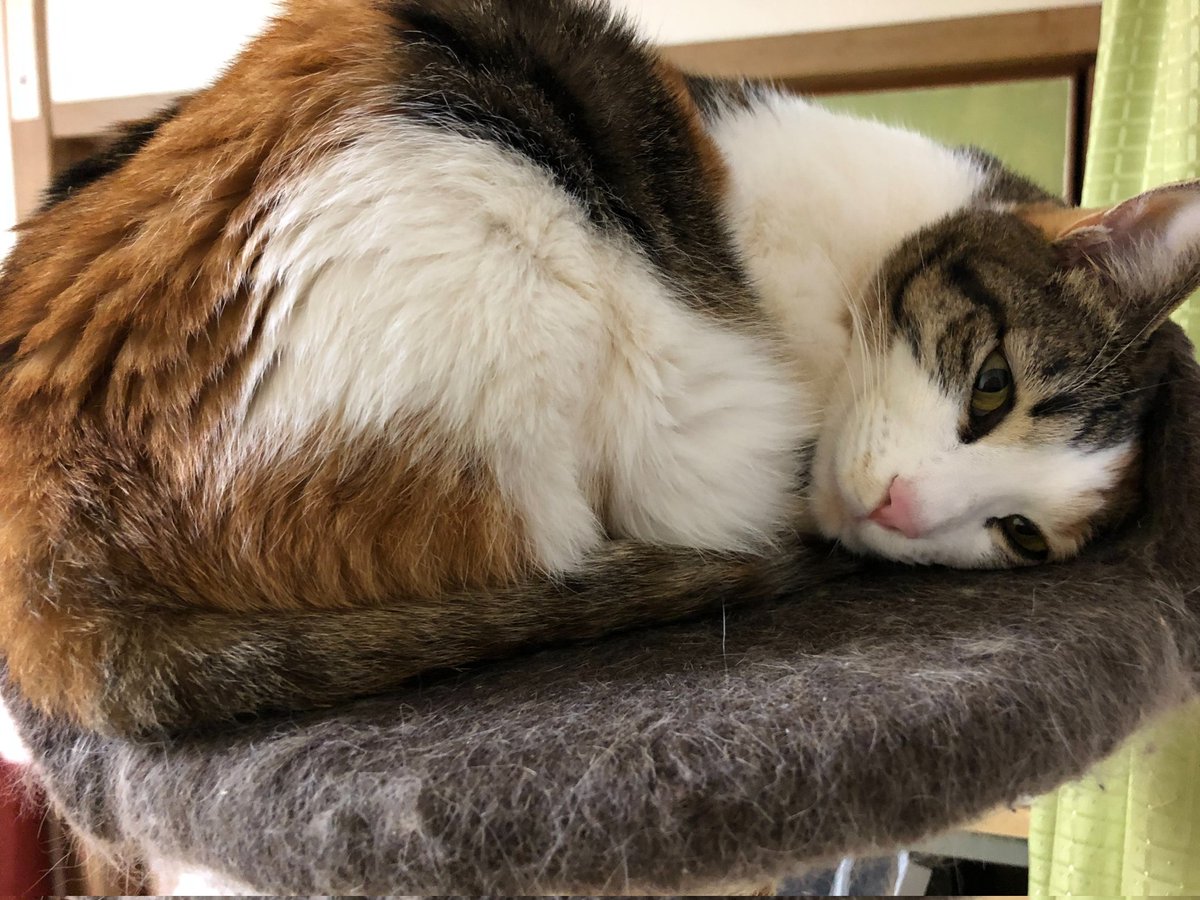 ログインボーナス 