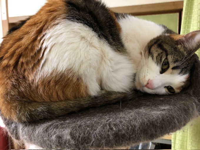 ログインボーナス 