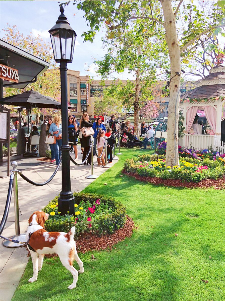 pkglam9's tweet image. I like sunny weather, walking, shopping, cute dogs.